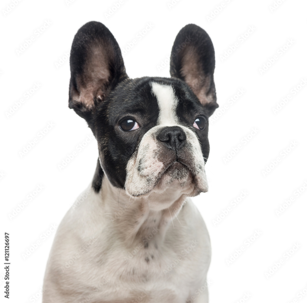Close-up of French Bulldog puppy, isolated on white