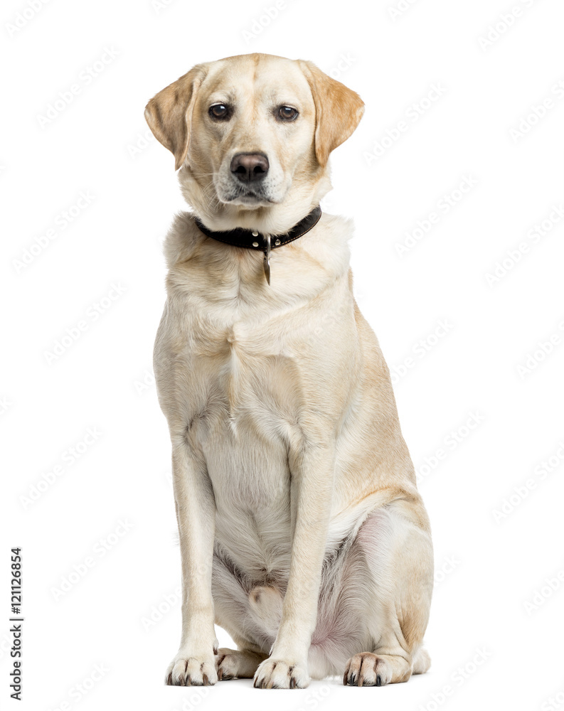 Labrador Retriever, 4 years old, isolated on white Labrador Retriever, 4 years old, isolated on white