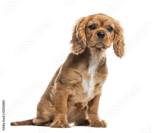 Fototapeta Naklejka Na Ścianę i Meble -  Cavalier King Charles Spaniel puppy, isolated on white