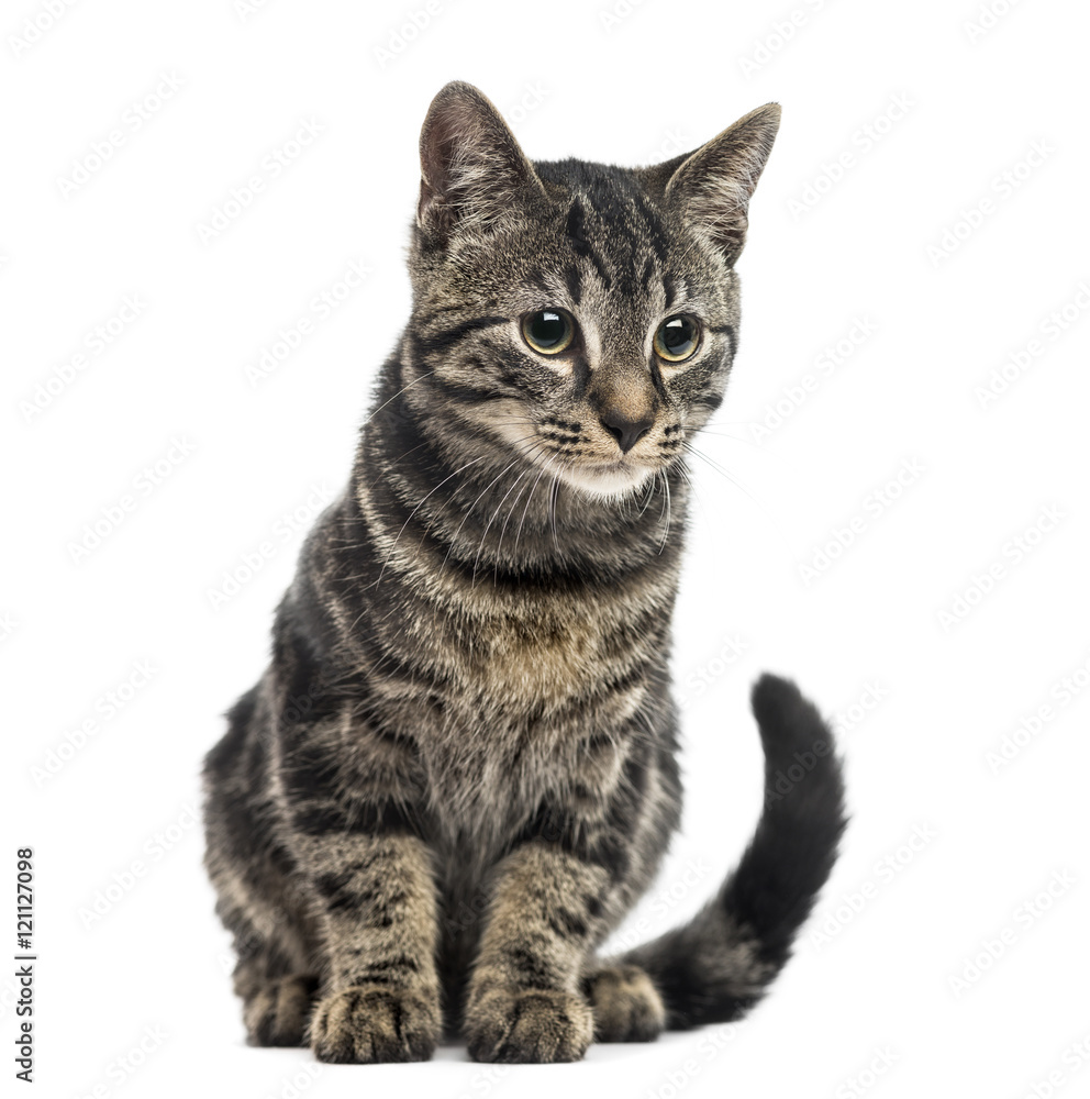 European Shorthair kitten, 3 months old, isolated on white