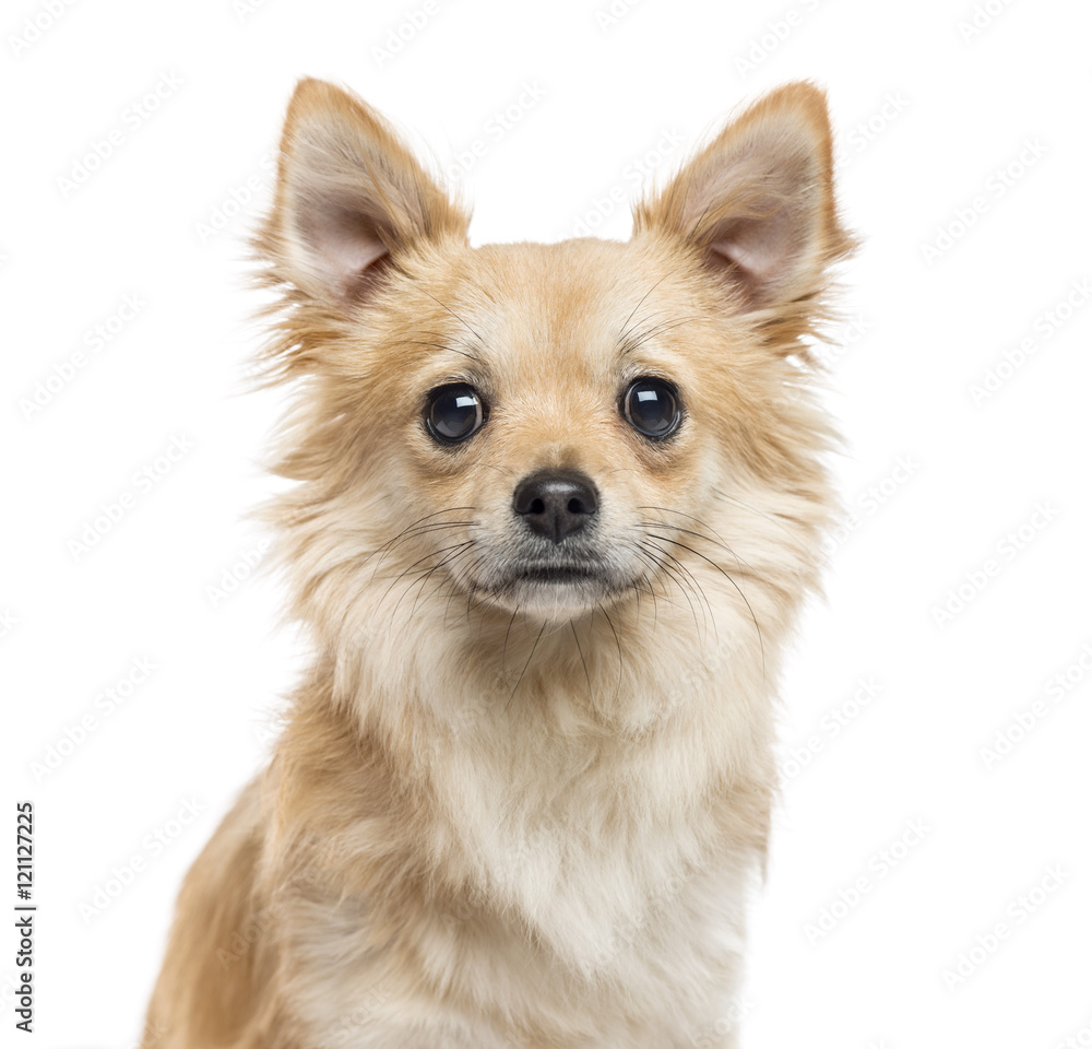Close-up of Chihuahua, 11 months old, isolated on white