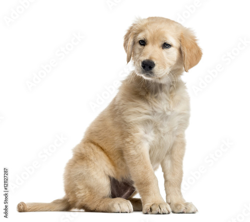  Cross-breed Labrador puppy, 2 months old, isolated on white