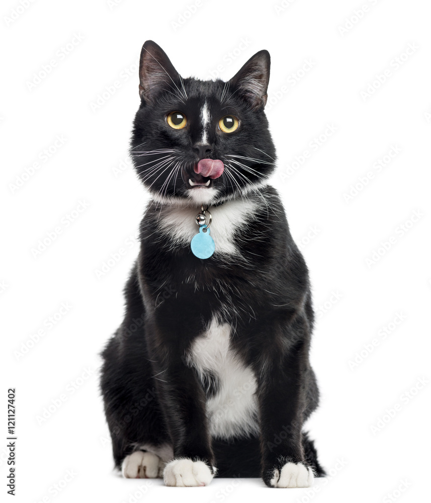 European Shorthair, sitting and licking lips, isolated on white
