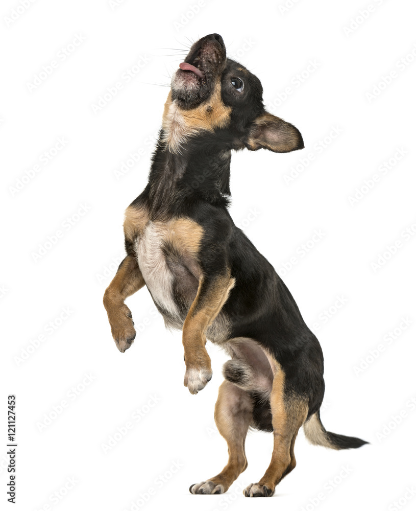 Chihuahua puppy on hind legs isolated on white Chihuahua puppy on hind legs isolated on white