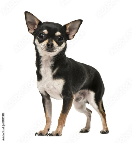 Front view of a chihuahua puppy isolated on white © Eric Isselée