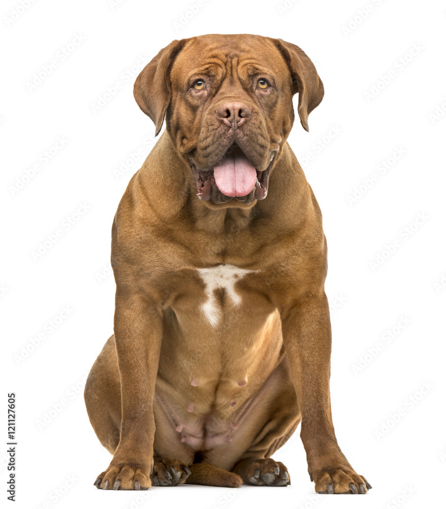 Dogue de bordeauxon sitting and panting isolated on white