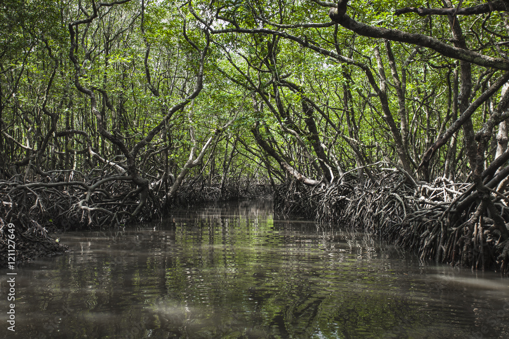 Mangrove tree at Havelock island, Andaman and Nicobar, India Mangrove tree at Havelock island, Andaman and Nicobar, India