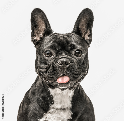 French Bulldog looking at the camera isolated on white © Eric Isselée
