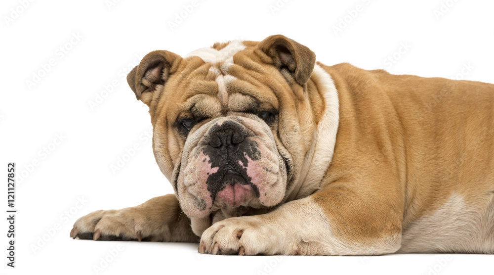 Side view English bulldog lying down isolated on white
