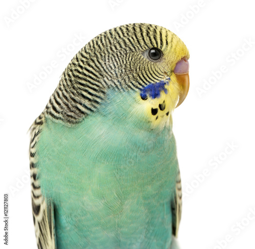 Close up of a Budgerigar parakee isolated on white photo