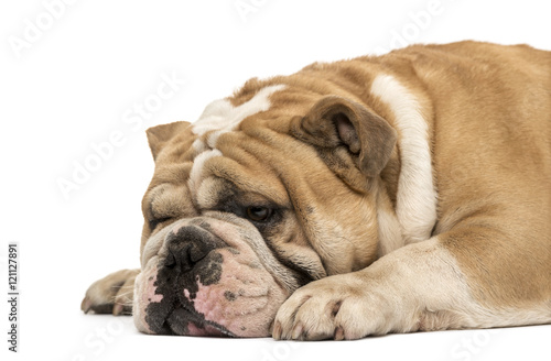 Side view of an English bulldog sleeping isolated on white