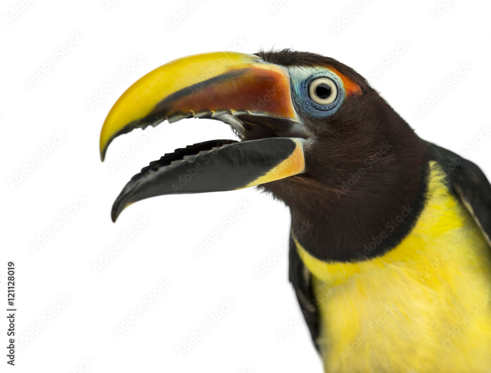 Naklejka premium Green aracari opening his beak isolated on white
