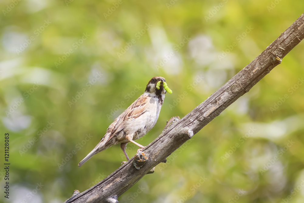 the bird Sparrow sits on a branch in the Park and holding a green caterpillar in its beak