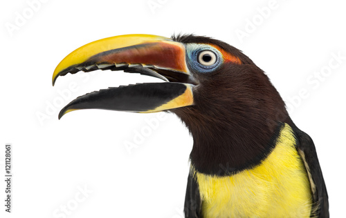 Tablou canvas Green aracari opening his beak isolated on white