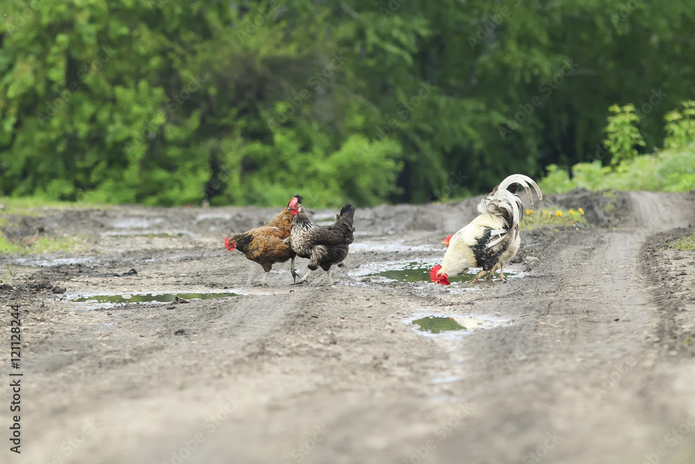 Fototapeta premium chickens and roosters crossing the wet road