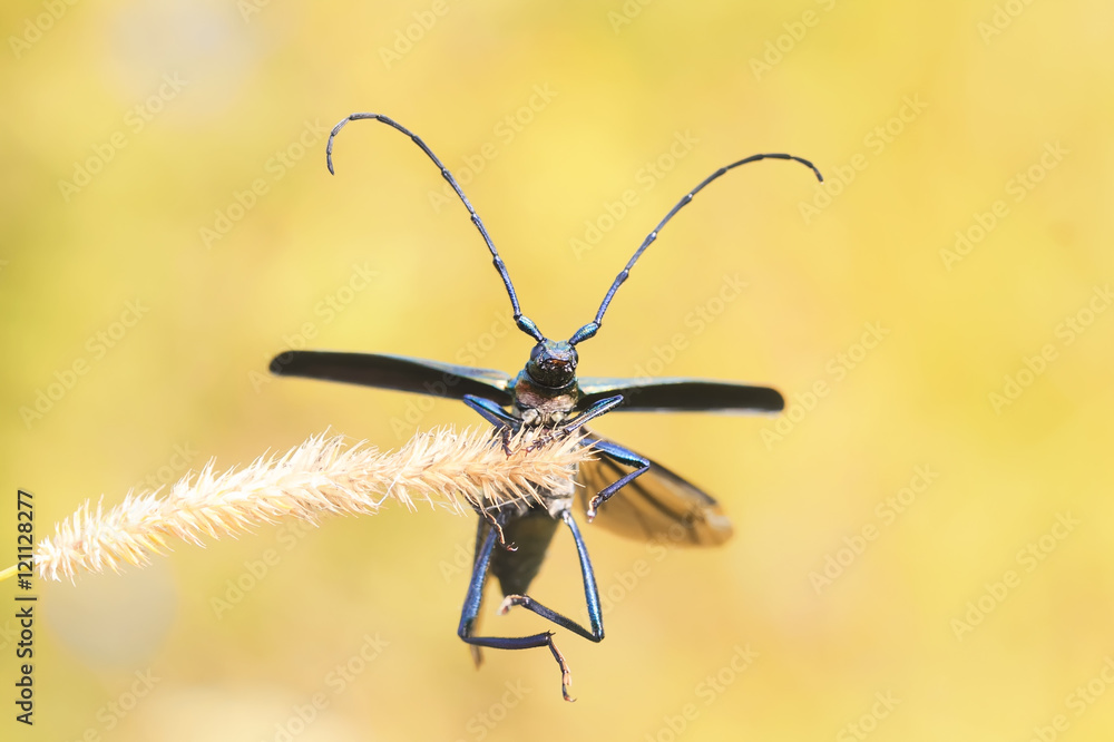 black beetle with a big mustache hanging on a blade of grass on a Sunny summer meadow