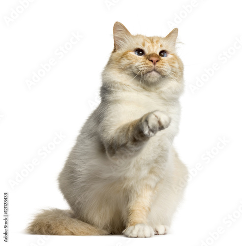 Birman cat pawing up isolated on white © Eric Isselée