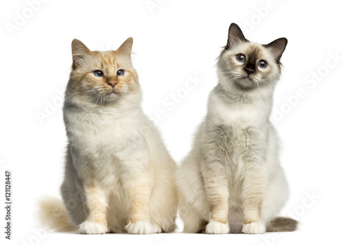 Two Birman cats sitting isolated on white