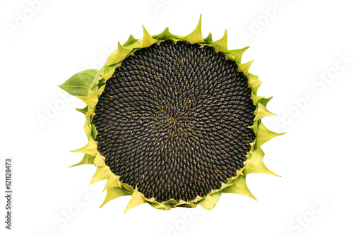 round ripe sunflower full of black seeds on a white isolated background