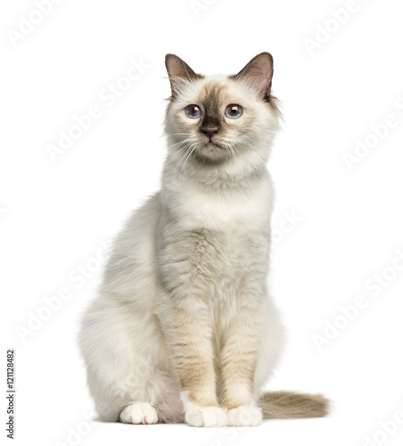 Front view of a Birman cat sitting isolated on white