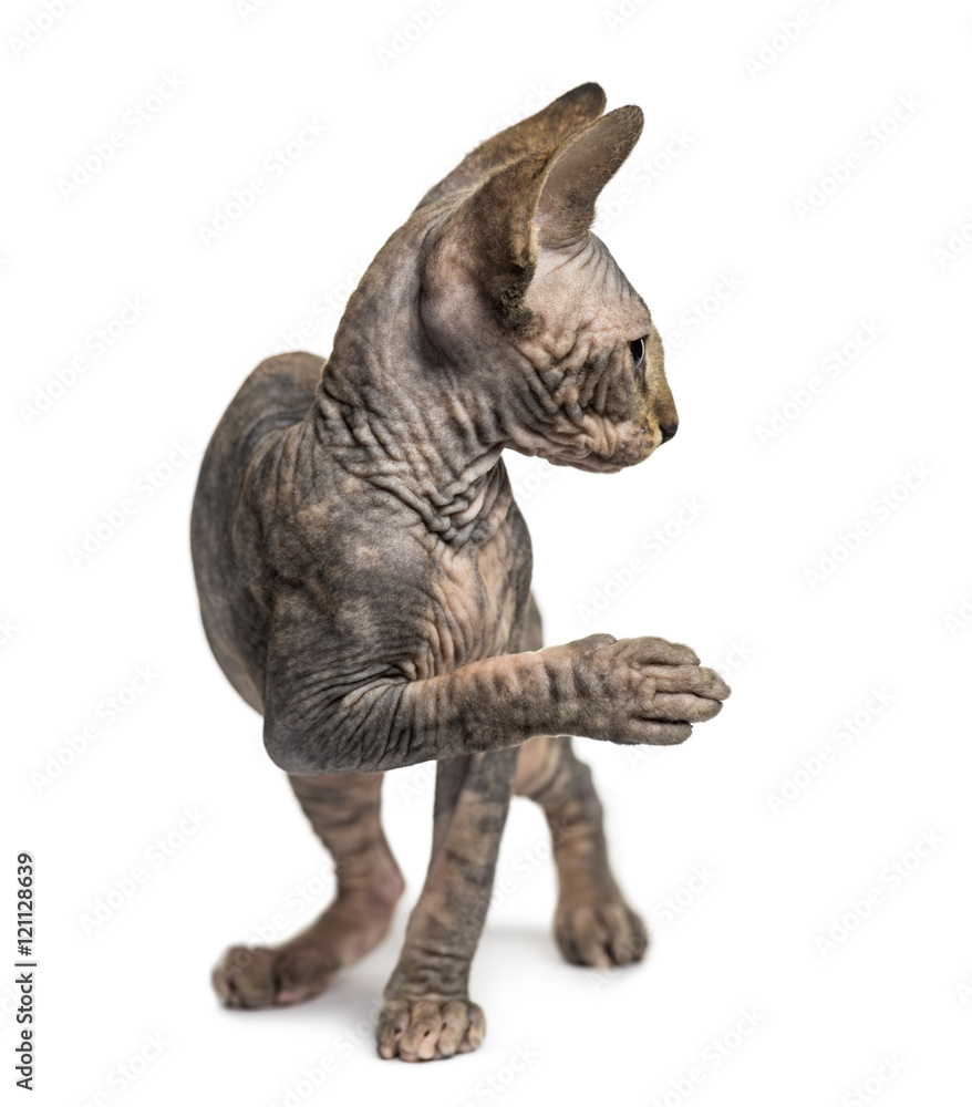 Sphynx kitten pawing up and looking away isolated on white