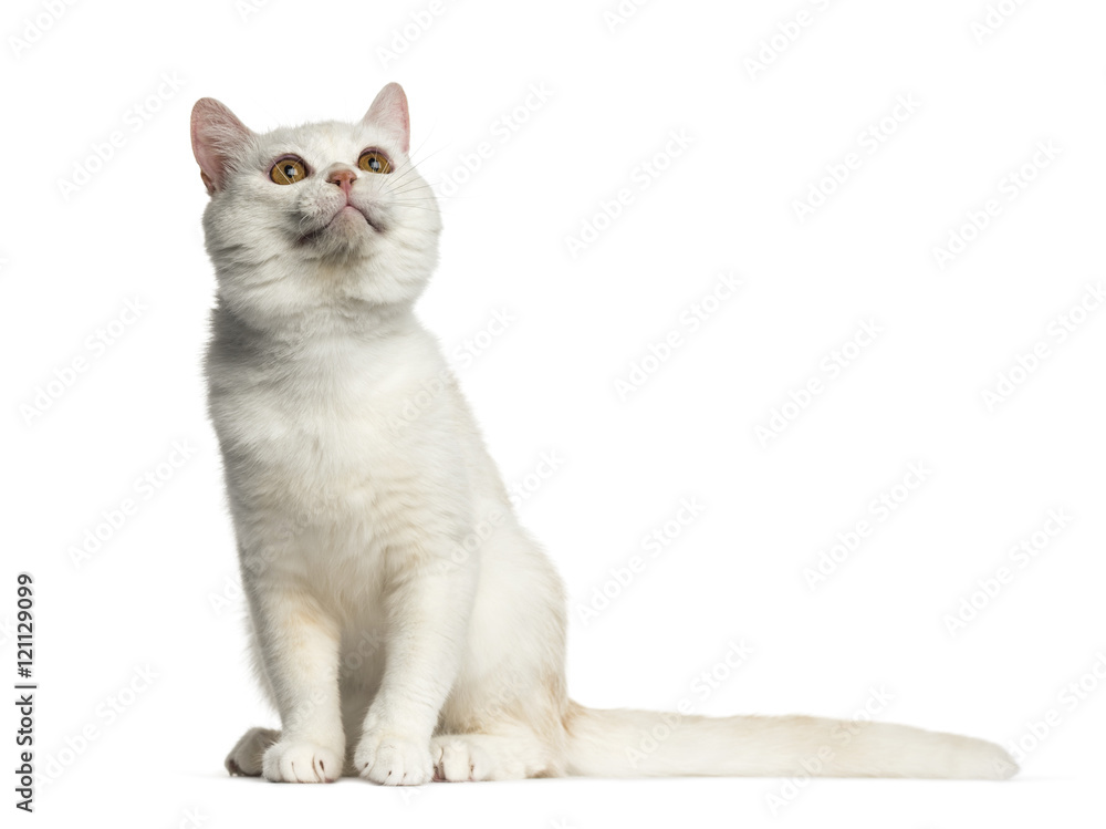 side view of a British Shorthair sitting isolated on white