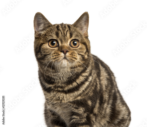 Close-up of a British Shorthair looking up isolated on white