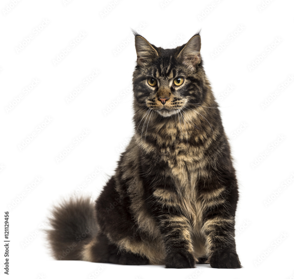 Maine Coon cat sitting isolated on white
