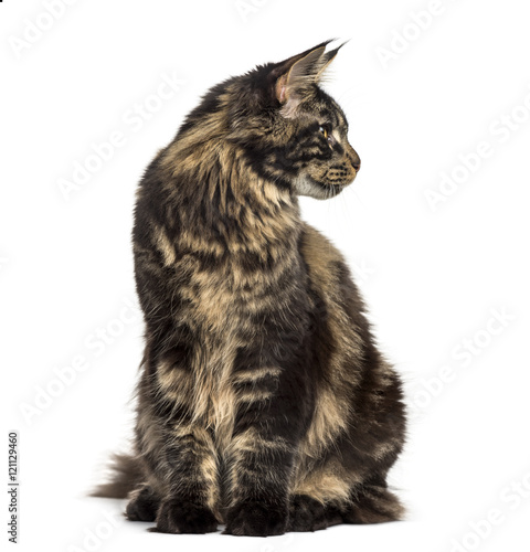Maine Coon sitting and looking away isolated on white