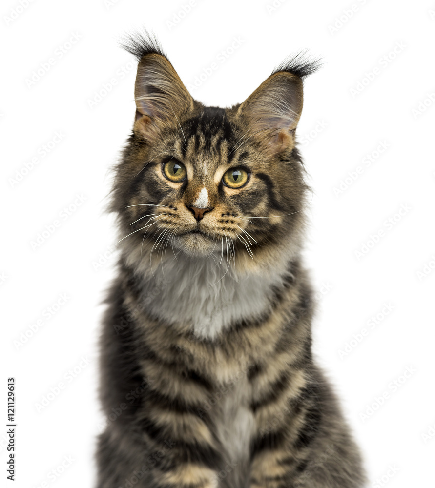 Close-up of a Maine Coon isolated on white