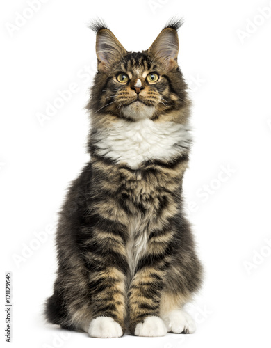Front view of a Maine Coon sitting isolated on white © Eric Isselée