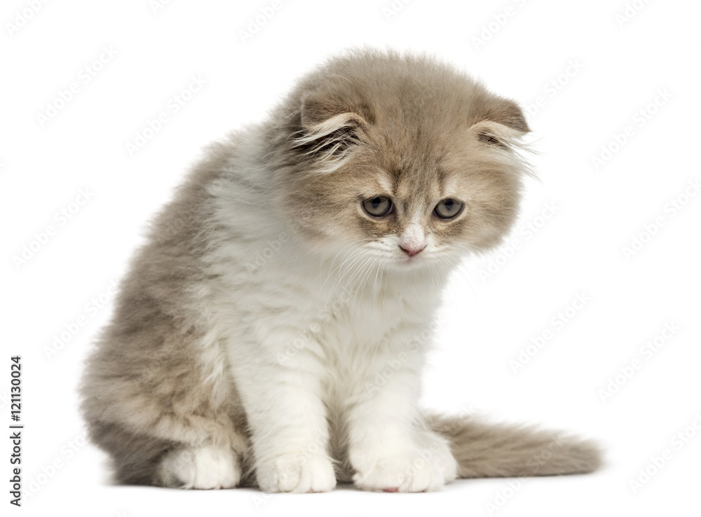 Highland Fold kitten sitting isolated on white