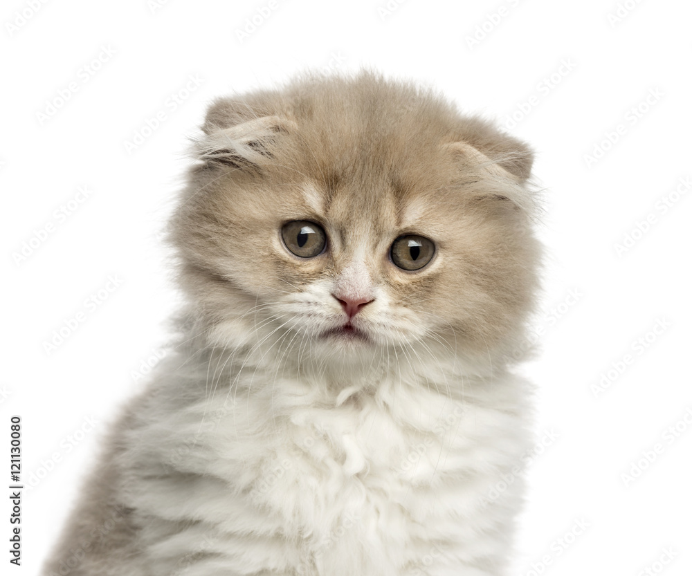 Close-up of a Highland Fold kitten isolated on white Close-up of a Highland Fold kitten isolated on white