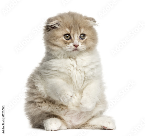 Highland Fold kitten sitting on hind legs isolated on White