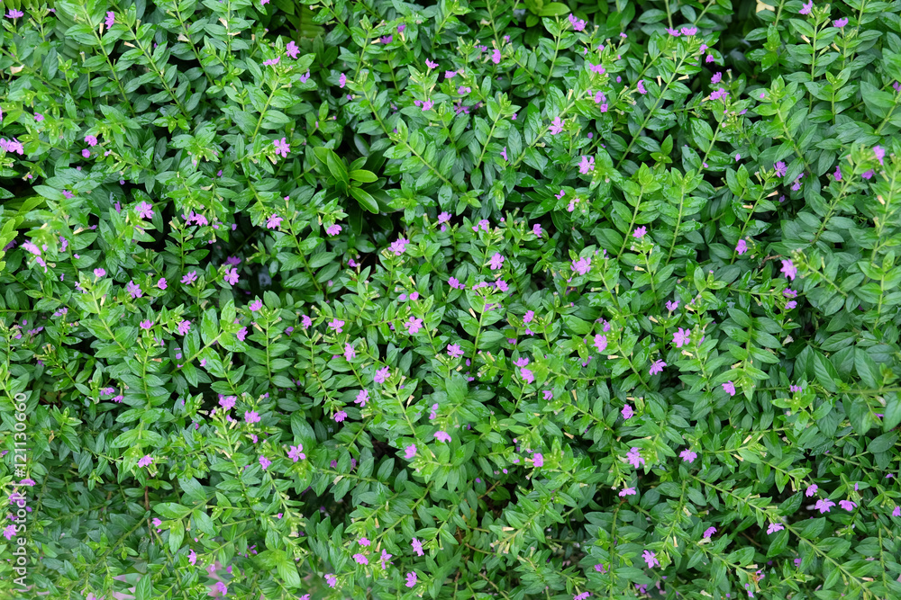 little green leaf background little green leaf background