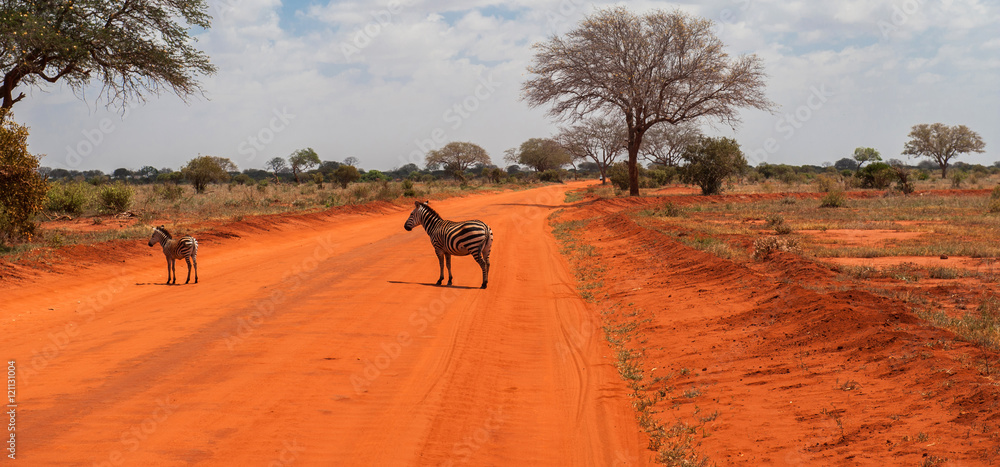 Zebras in Tsavo East