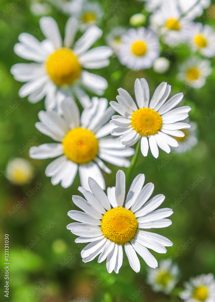 beautiful daisy flowers beautiful daisy flowers