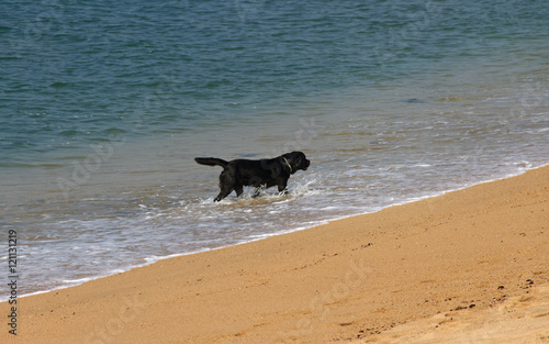 Dog are walking along the coast.