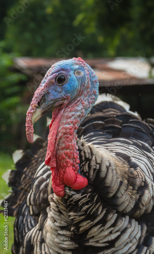 Closeup turkey face