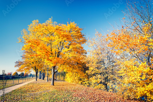 Colorful trees and blue sky in the autumn park