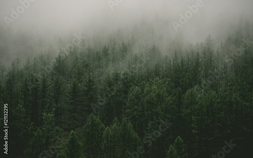 Plakat szczyt las drzewa podróż mgła