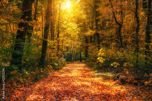 Pathway in the autumn forest