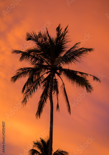 Silhouette palm trees at sunset