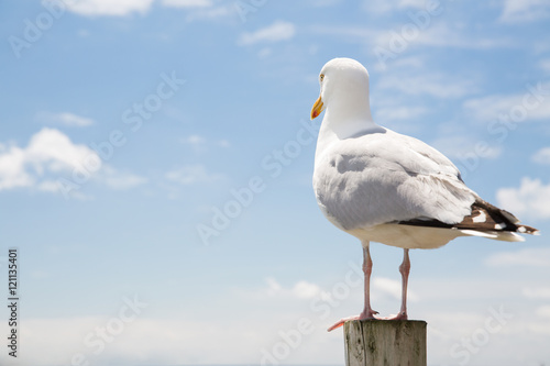 seagull over sea and blue sky background
