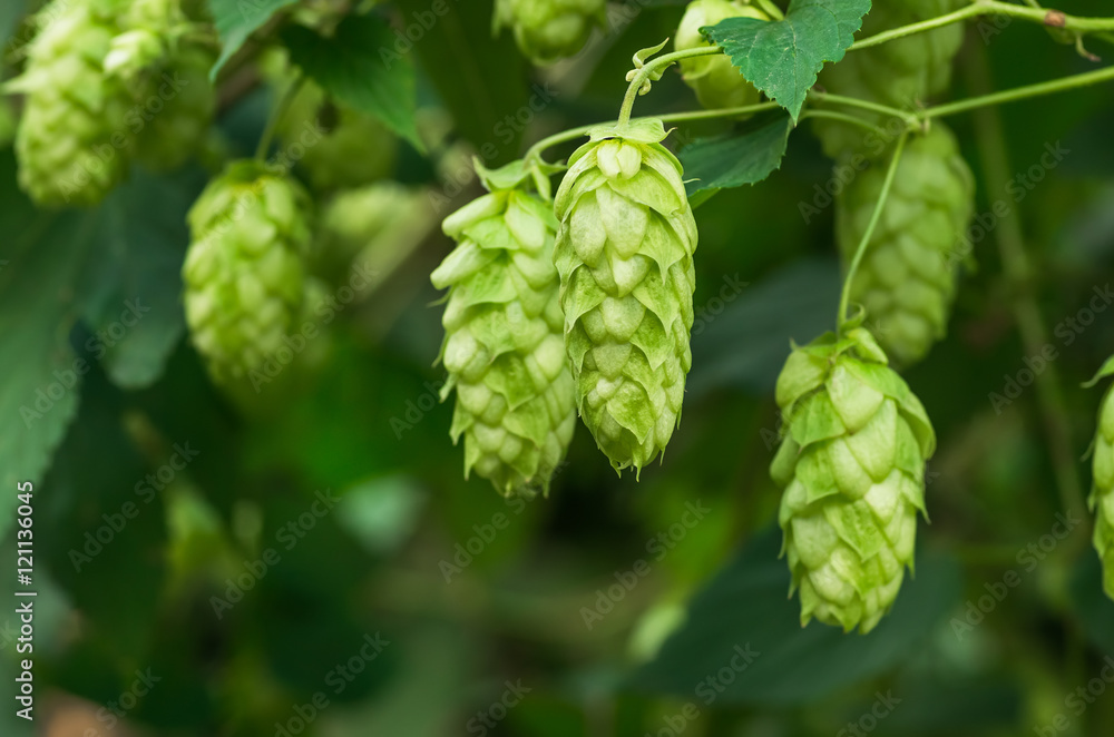 Growing on a branch of hop cones Growing on a branch of hop cones