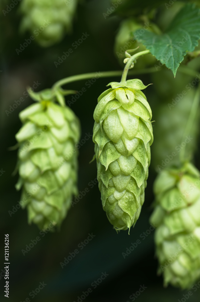 Growing on a branch of hop cones Growing on a branch of hop cones