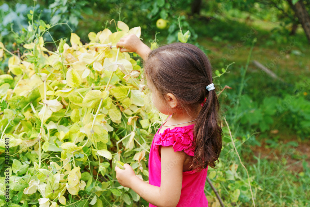 little girl breaks the peas in the garden little girl breaks the peas in the garden