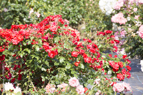 Fototapeta Naklejka Na Ścianę i Meble -  rose