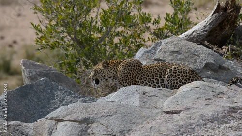 Big Leopard in attacking position ready for an ambush between the rocks and bush. Kruger National Park, South Africa. Close up.