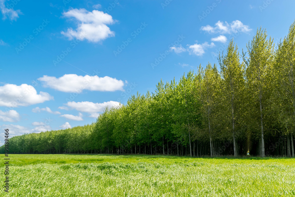 Obraz premium Toy Story